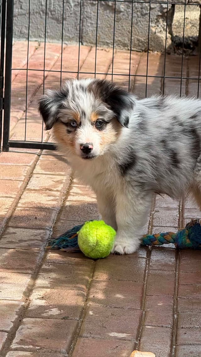 Duke. Easy going, Raised with children,  Crate trained, Ready now. media 9