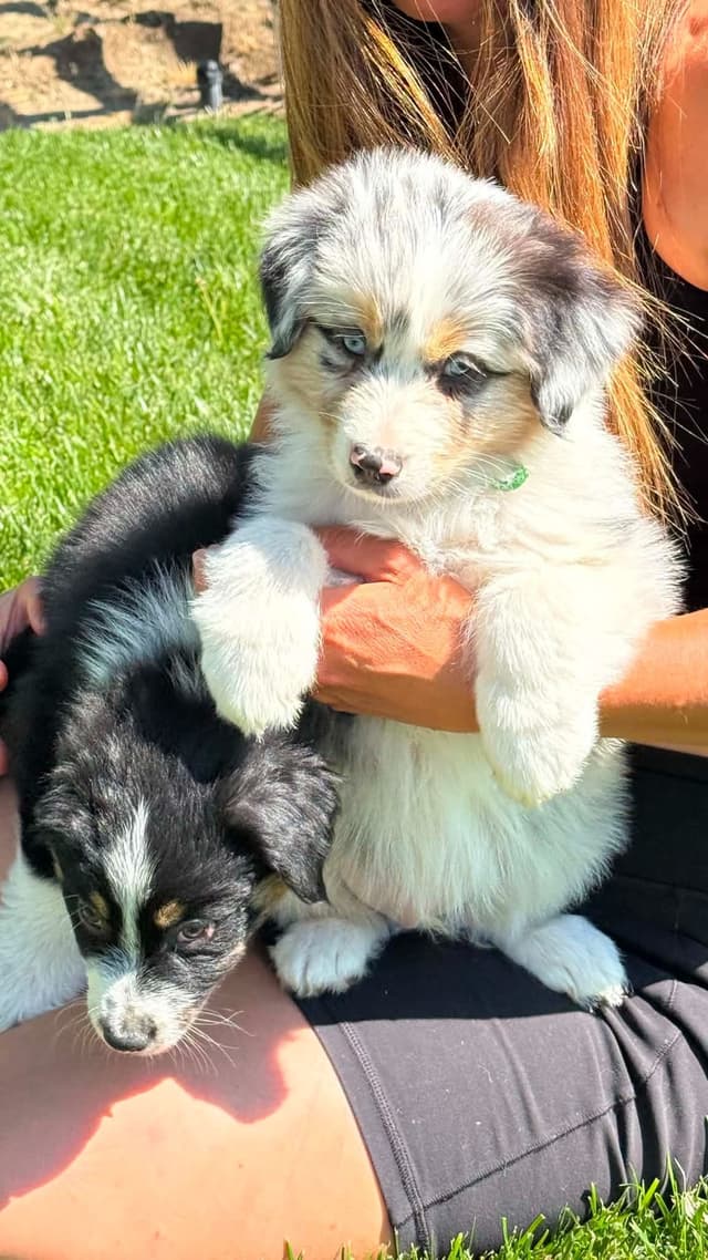 Duke. Easy going, Raised with children,  Crate trained, Ready now. media 10