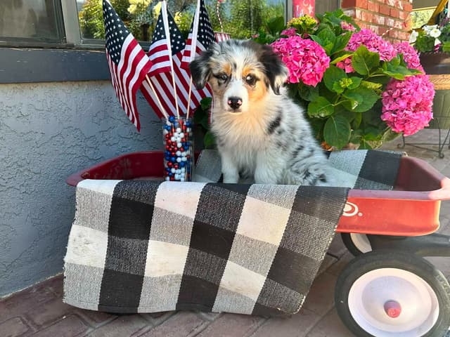 Duke. Easy going, Raised with children,  Crate trained, Ready now. media 12