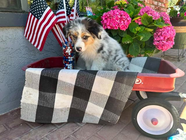 Duke. Easy going, Raised with children,  Crate trained, Ready now. media 14