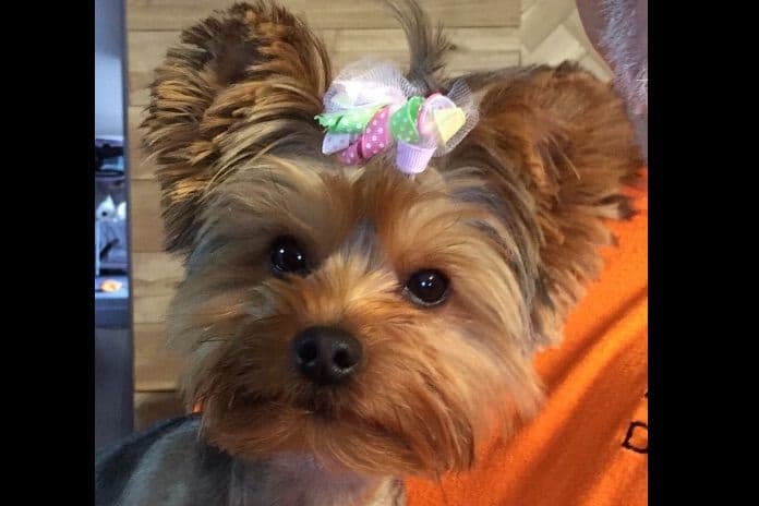 Yorkshire Terrier Puppies breeder image 1
