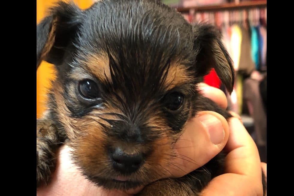 Yorkshire Terrier Puppies breeder image 2