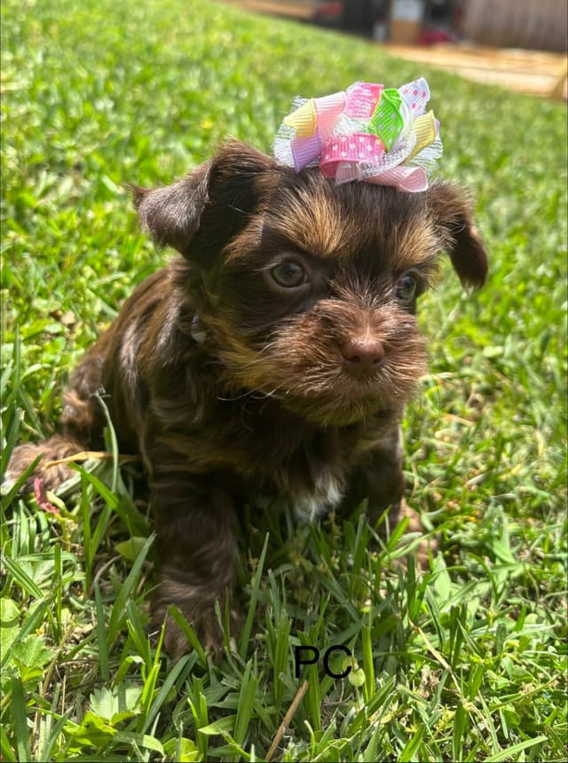 Yorkshire Terrier Puppies media 2