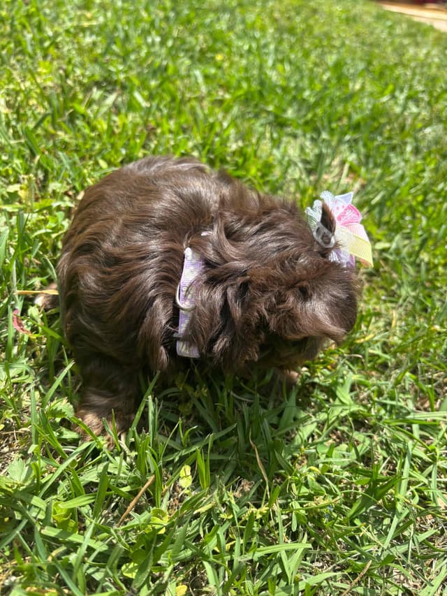 Yorkshire Terrier Puppies media 6