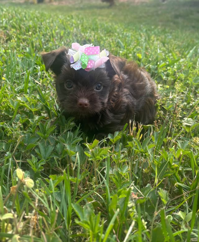Yorkshire Terrier Puppies media 3