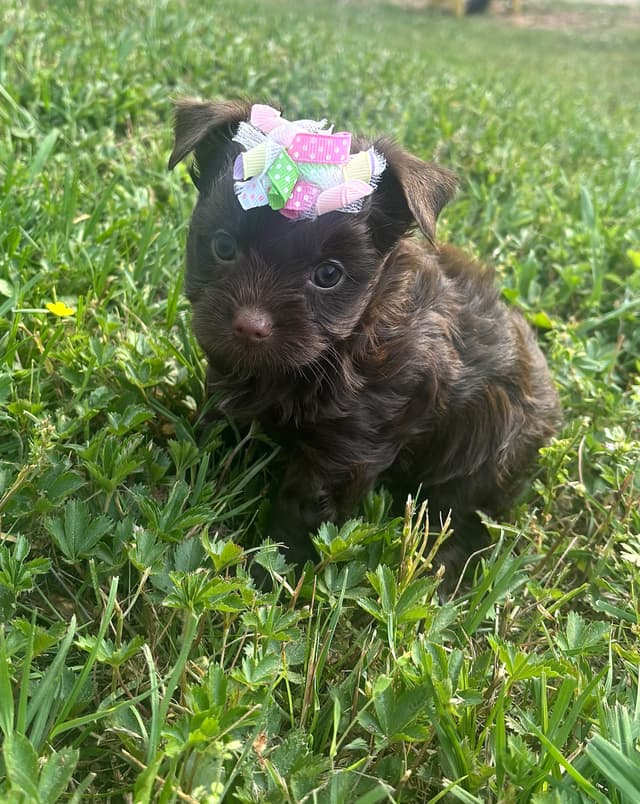 Yorkshire Terrier Puppies media 5