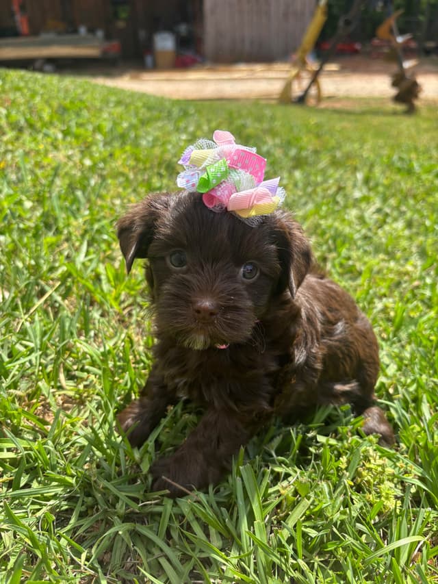 Yorkshire Terrier Puppies media 4