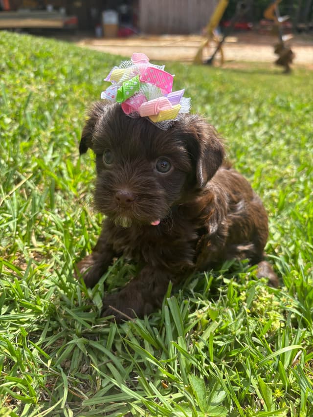 Yorkshire Terrier Puppies media 7