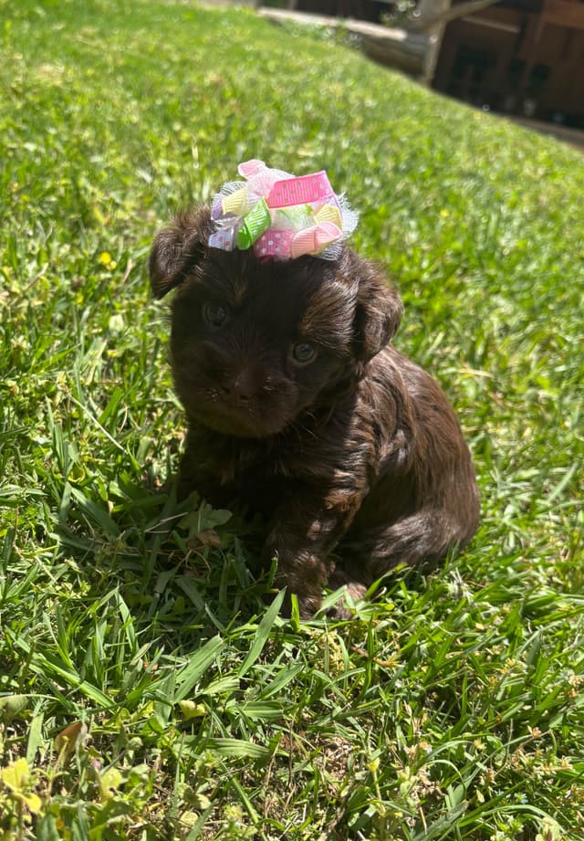 Yorkshire Terrier Puppies media 8