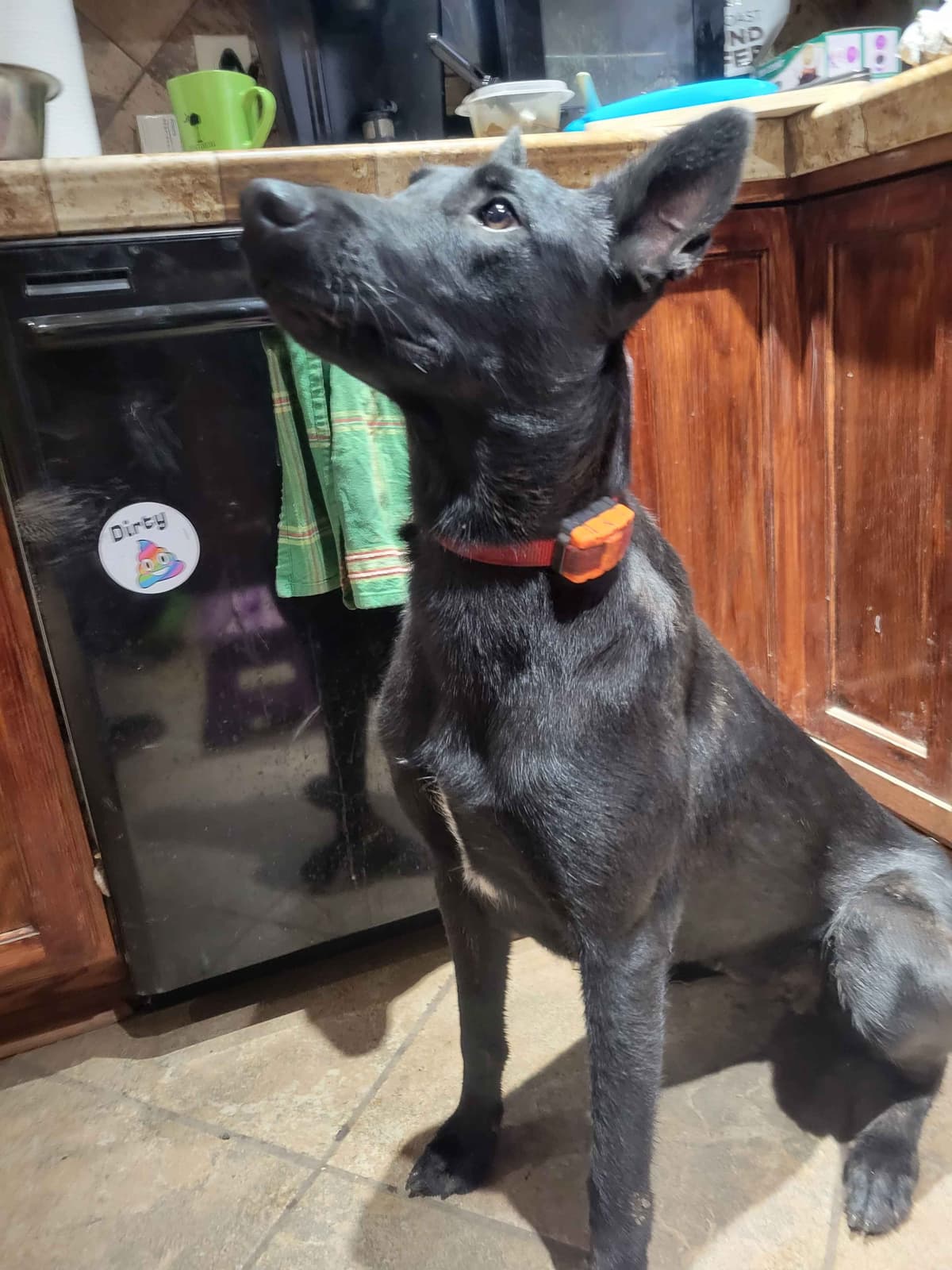 Belgian Malinois Puppies breeder image 1