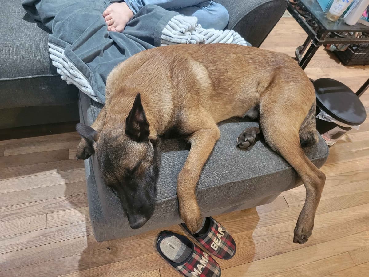 Belgian Malinois Puppies breeder image 2