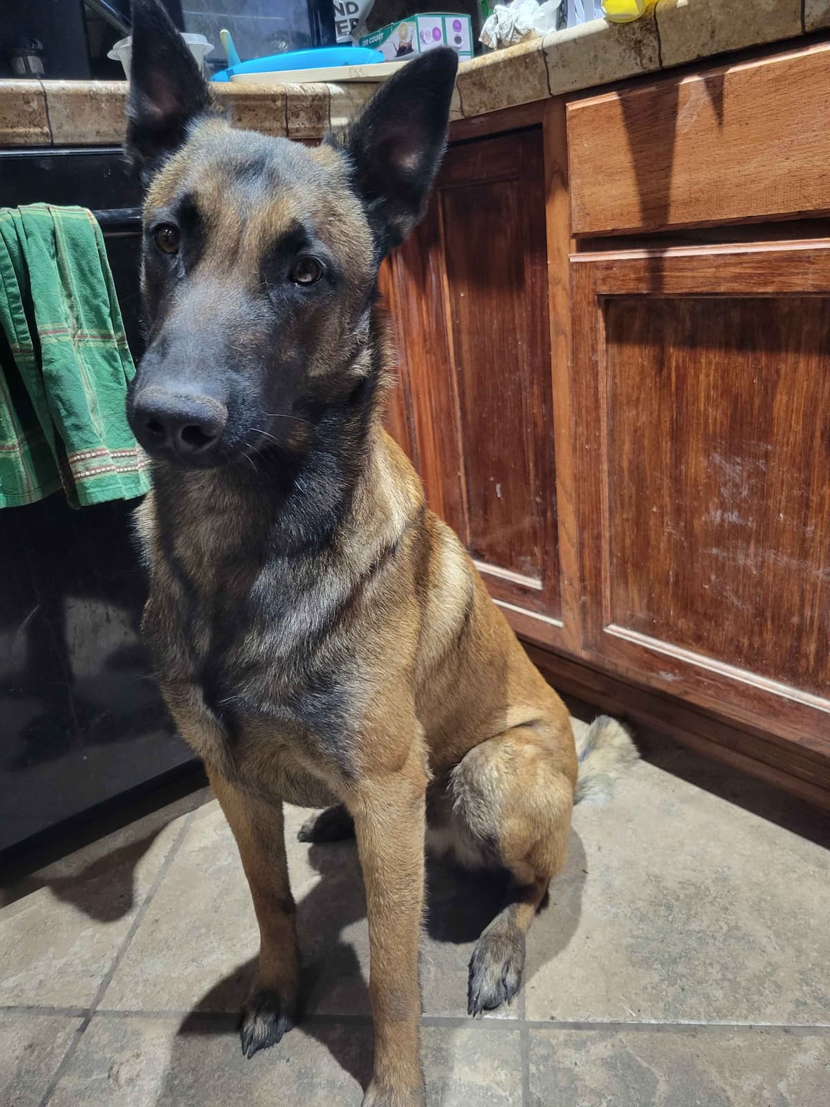 Belgian Malinois Puppies breeder image 4