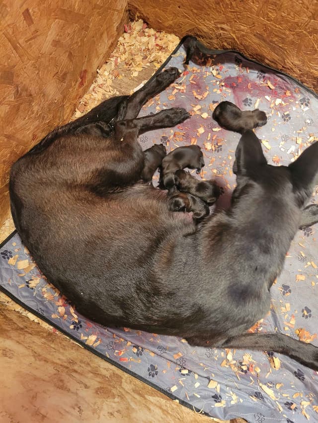 Belgian Malinois Puppies media 2