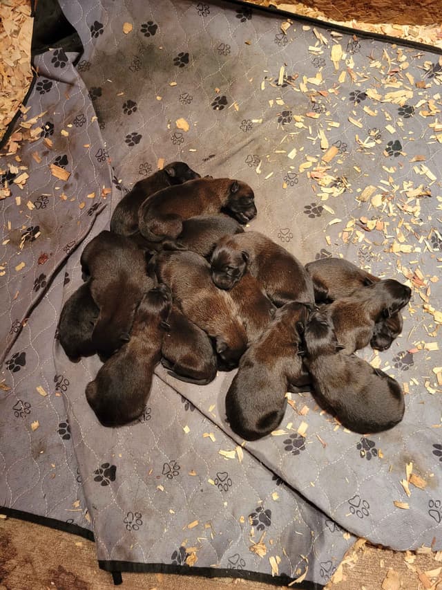 Belgian Malinois Puppies media 4