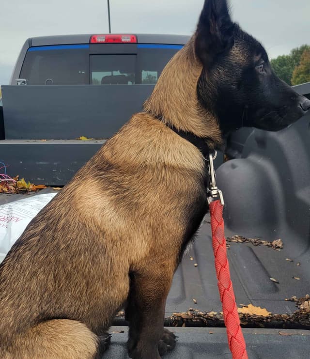 Belgian Malinois Puppies media 3