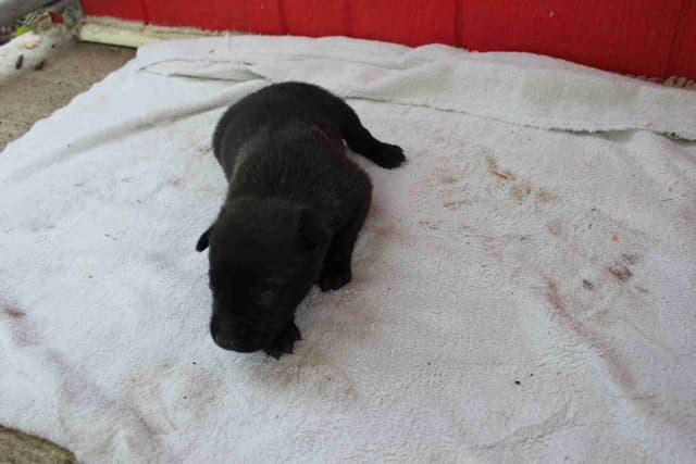 Belgian Malinois Puppies media 6