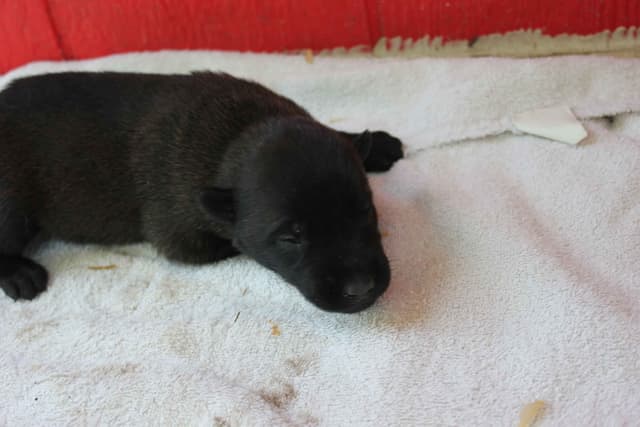 Belgian Malinois Puppies media 7