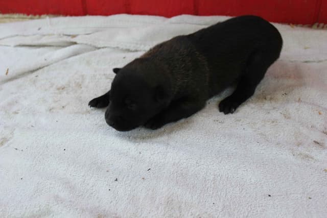Belgian Malinois Puppies media 8