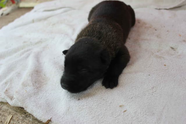 Belgian Malinois Puppies media 10