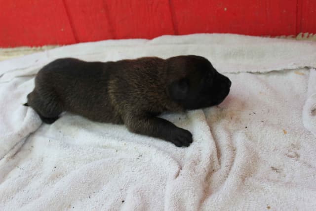 Belgian Malinois Puppies media 11