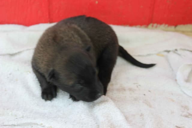 Belgian Malinois Puppies media 12
