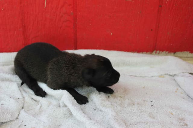 Belgian Malinois Puppies media 19