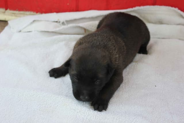 Belgian Malinois Puppies media 14