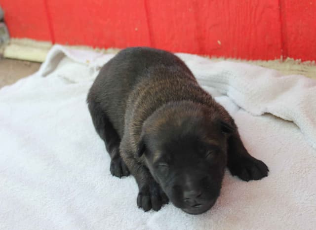 Belgian Malinois Puppies media 15
