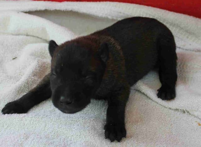 Belgian Malinois Puppies media 16