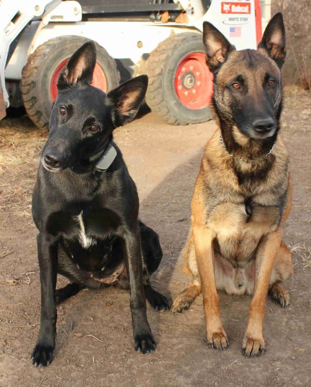 Belgian Malinois Puppies media 18