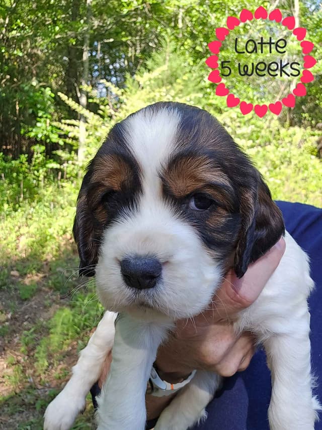 English Springer Spaniel Puppies media 2