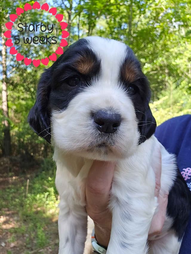 English Springer Spaniel Puppies media 4