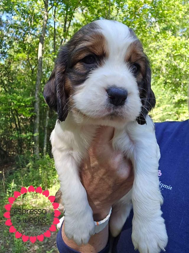 English Springer Spaniel Puppies media 5