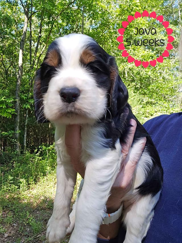 English Springer Spaniel Puppies media 6
