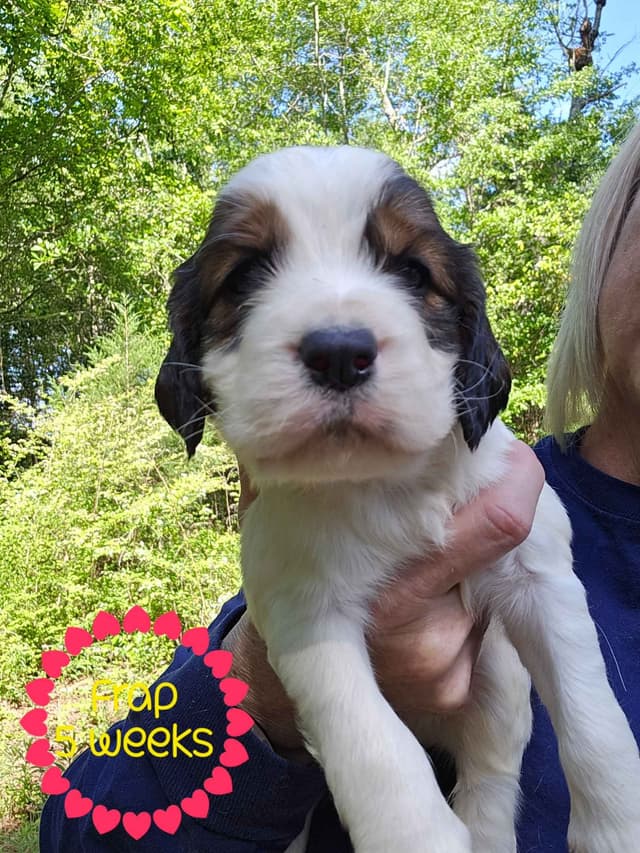English Springer Spaniel Puppies media 7