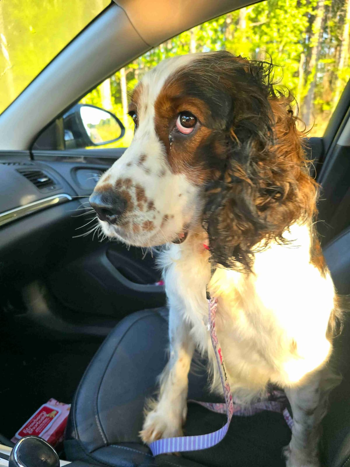 English Springer Spaniel Puppies breeder image 3