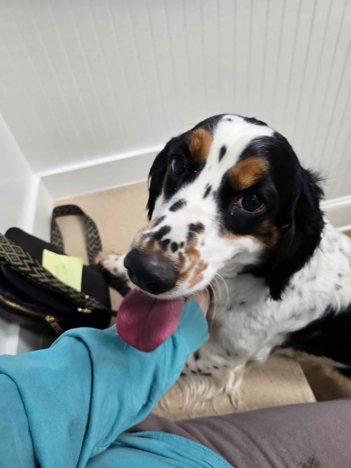 English Springer Spaniel Puppies breeder image 5