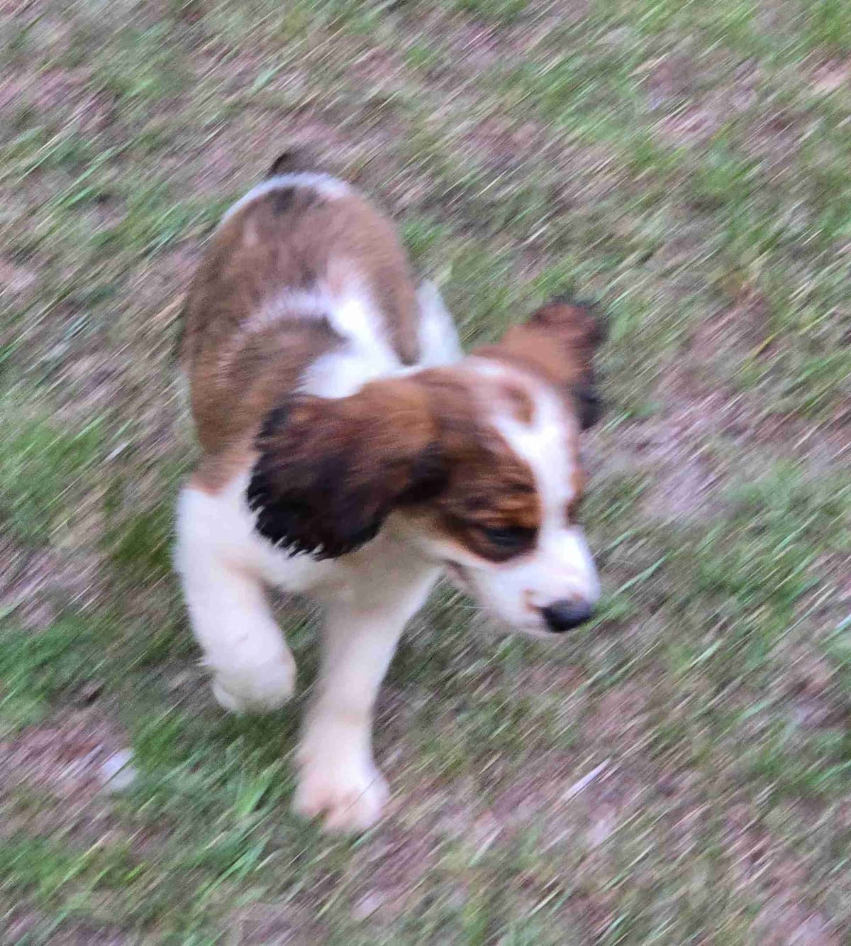 English Springer Spaniel Puppies breeder image 8