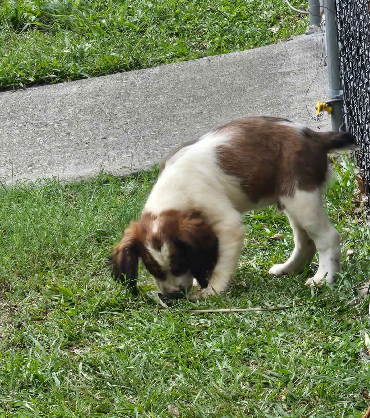 English Springer Spaniel Puppies breeder image 9