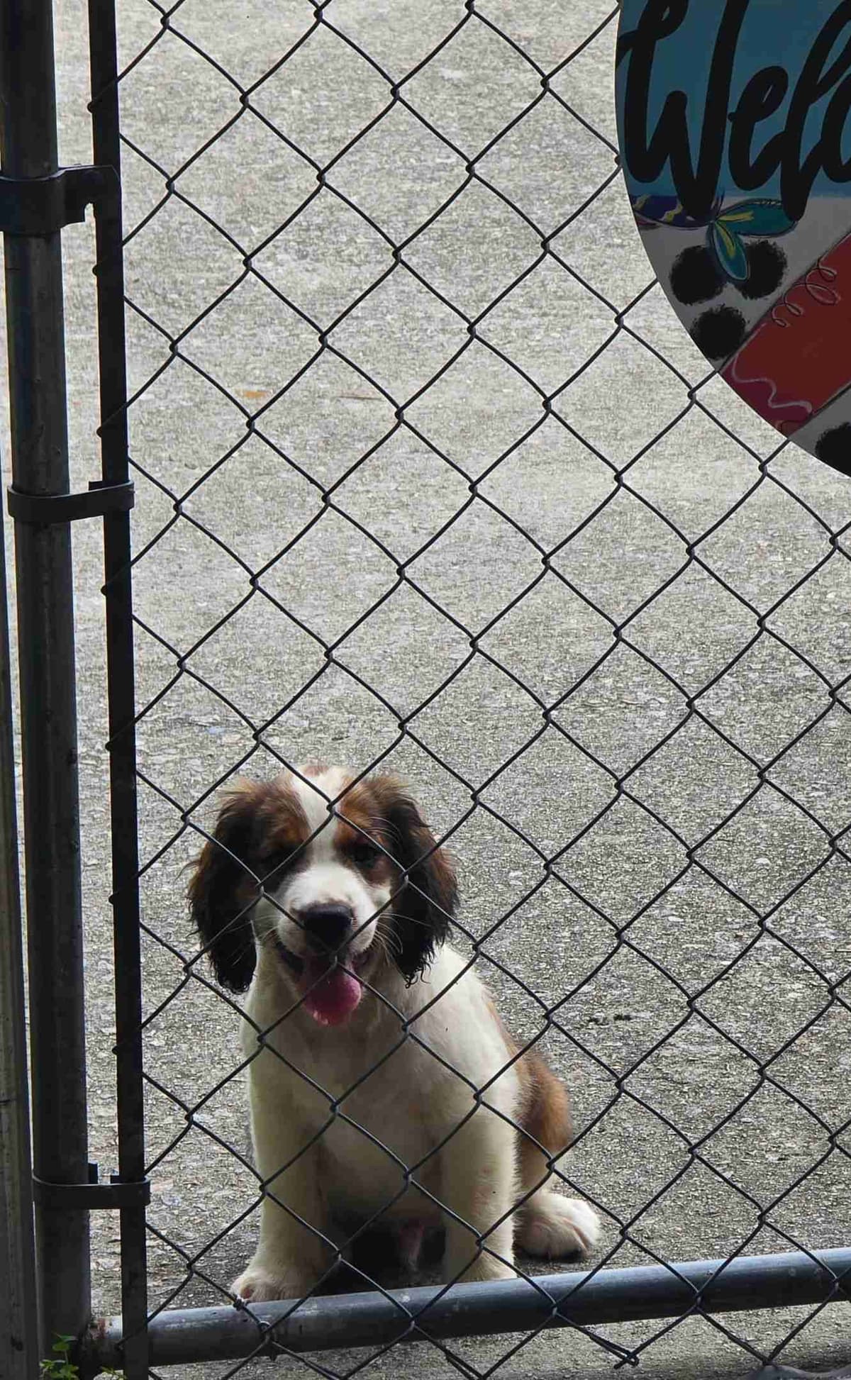 English Springer Spaniel Puppies breeder image 10