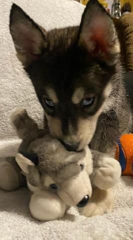 Siberian Husky Puppies breeder image 1