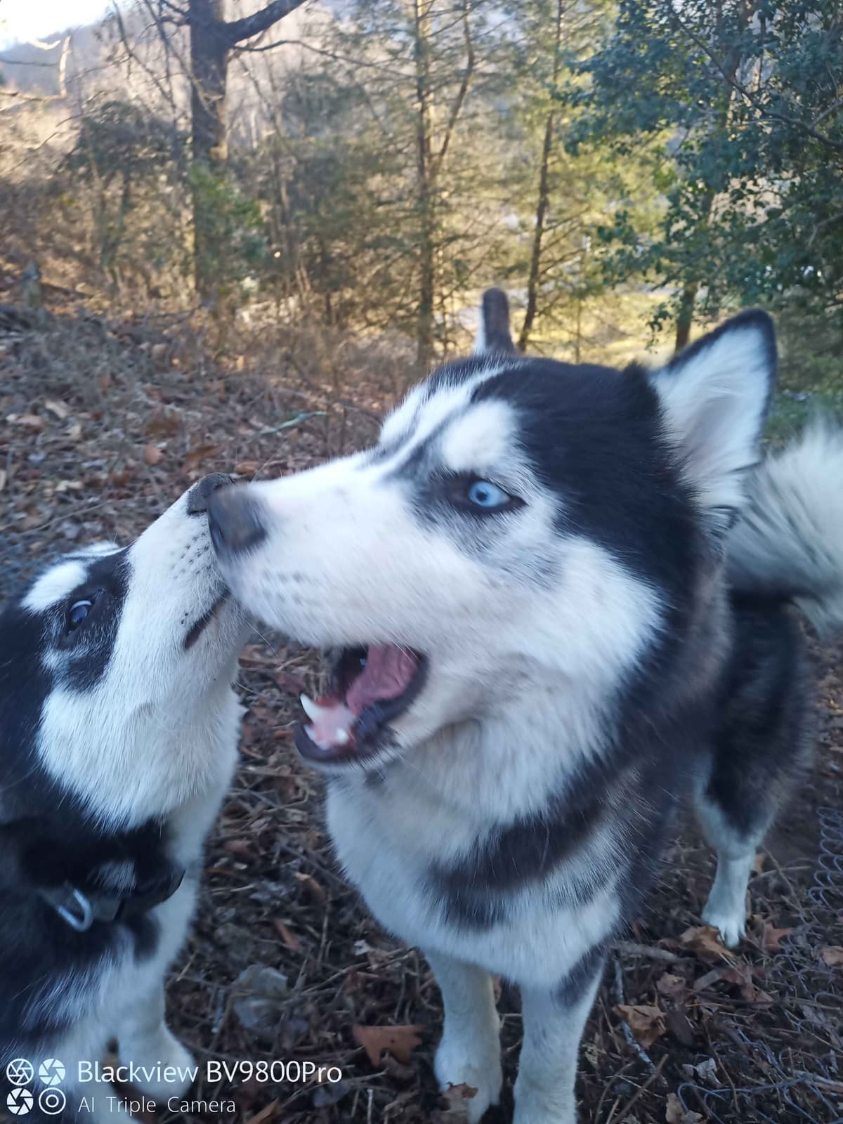 Siberian Husky Puppies breeder image 4