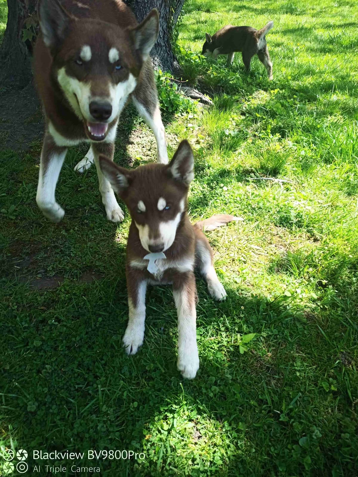 Siberian Husky Puppies breeder image 5