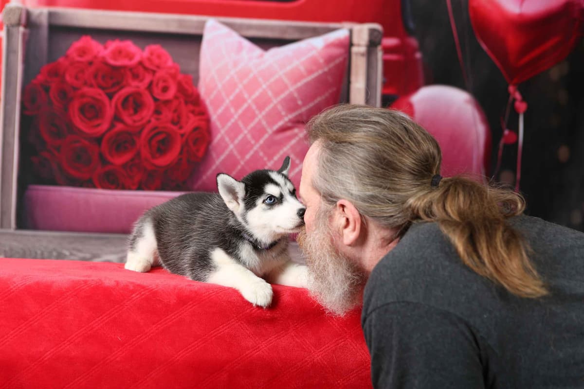 Siberian Husky Puppies breeder image 6