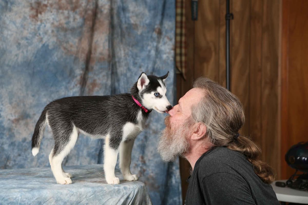 Siberian Husky Puppies breeder image 7