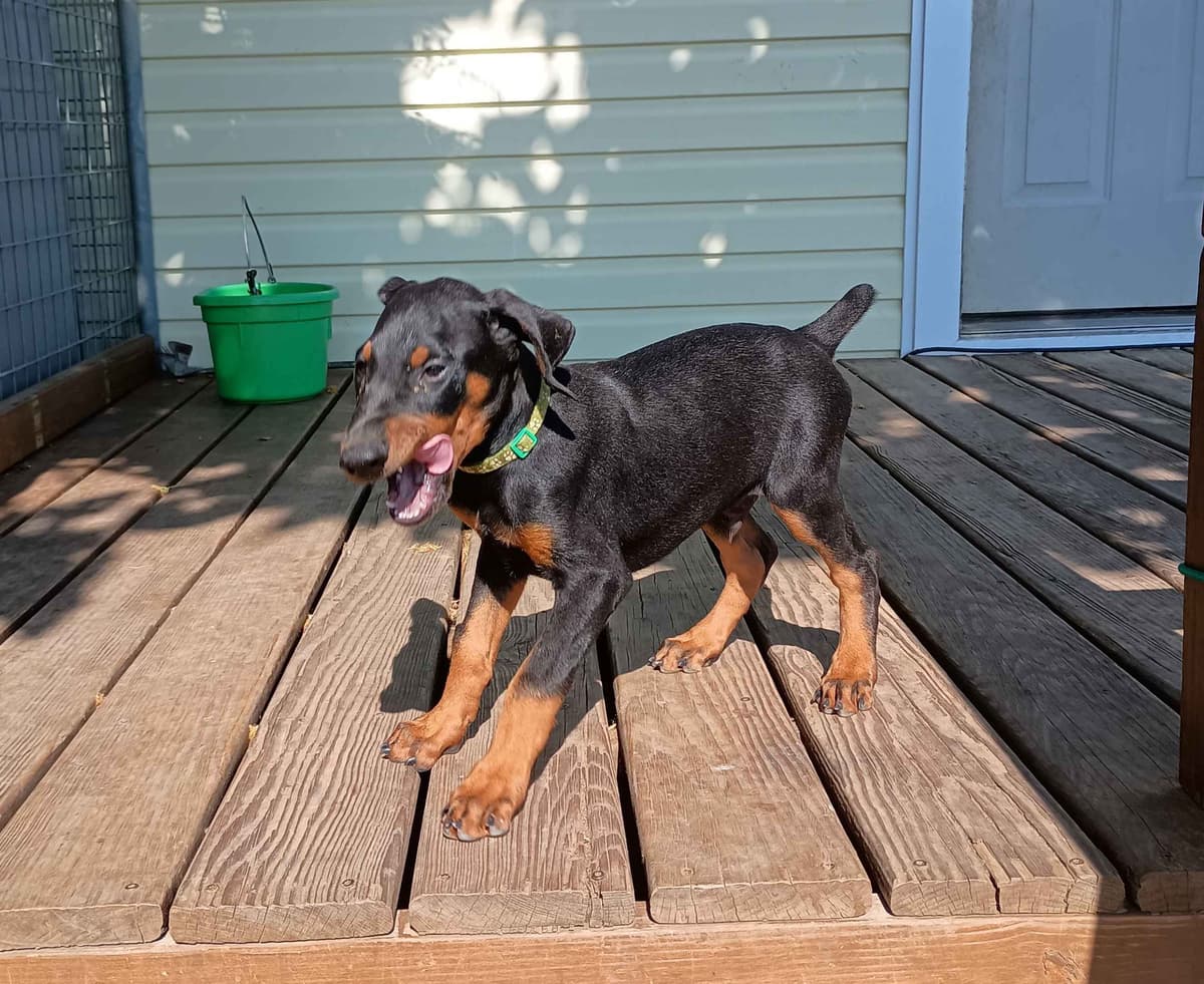 Doberman Pinscher Puppies breeder image 1