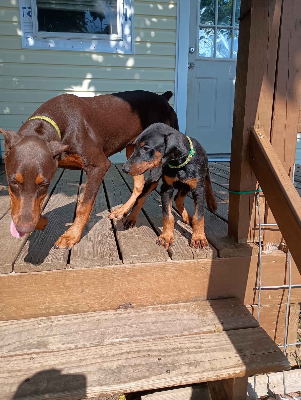 Doberman Pinscher Puppies breeder image 2