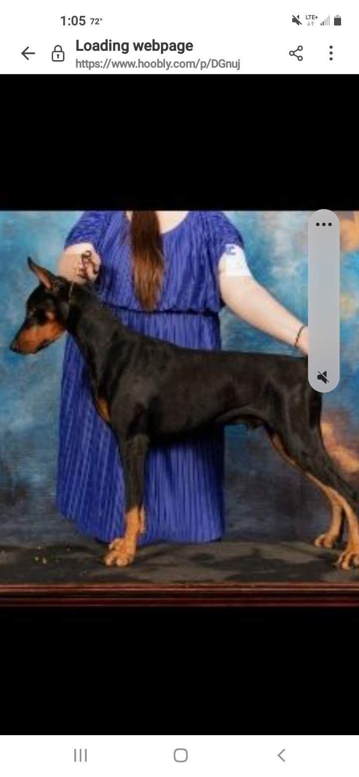 Doberman Pinscher Puppies breeder image 3