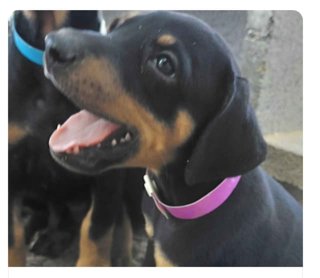 Doberman Pinscher Puppies media 3