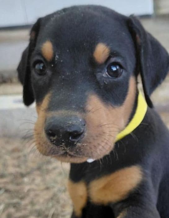 Doberman Pinscher Puppies media 2